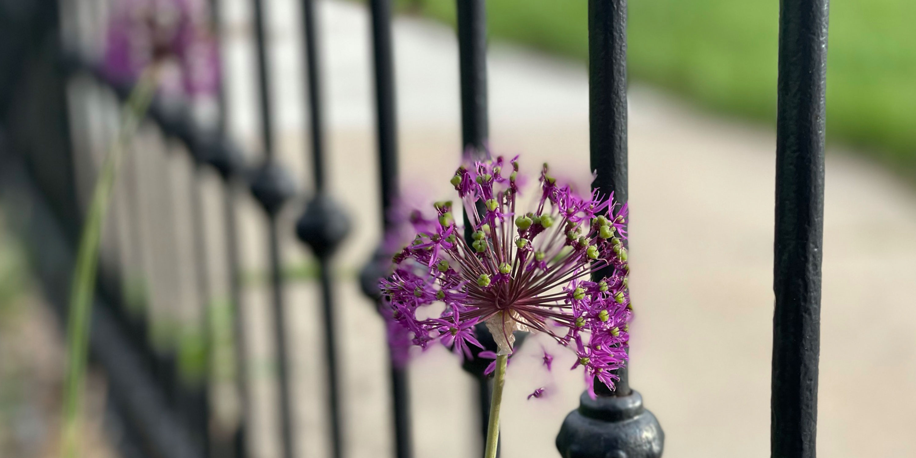 Allium flower in front of a black fence